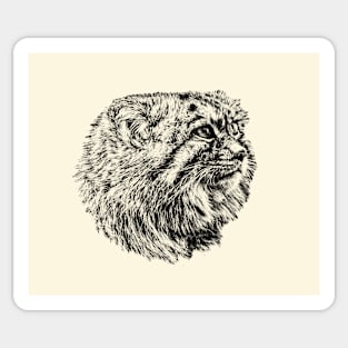 Manul-Pallas's cat Sticker